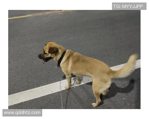 狗狗热情追逐足球的趣味瞬间与欢乐时刻